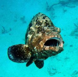 Flourie cod-Great Barrier Reef c5060 by Joshua Miles 